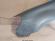 Aripa Fata Stanga VW Golf 6/VI 2008-2013 (LA7T (Gri Inchis) HatchBack