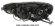 Far Mitsubishi Outlander 2007-2011 DREAPTA 8301A160